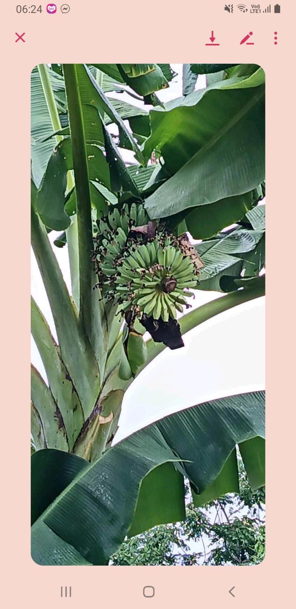 Tambisan